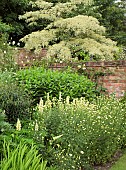 Sulphur soft yellow cream plant combination colour themed effect from Lupin, Tanacetum, Cornus, Wedding Cake Tree