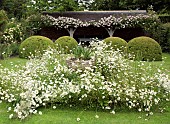Rambling Rose Rosa Francis E. Lester  Box Puddings and Leucanthemum vulgare Marguerite, Moon Daisy, Ox-eye Daisy