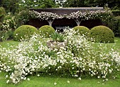 Rambling Rose Rosa Francis E. Lester  Box Puddings and Leucanthemum vulgare Marguerite, Moon Daisy, Ox-eye Daisy