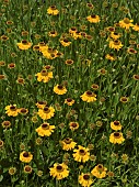 Helenium Wyndley