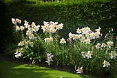 Lilium regale Trumpet Lily