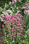 Monarda Croftway Pink Bergamot