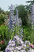 Delphinium Highlander Double Moon