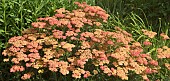 Achillea Forncett Fletton  Yarrow bearing flat clusters of orange-red flowers that fade to pale orange.