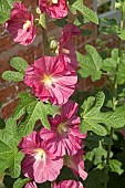 Alcea rosea Hollyhocks