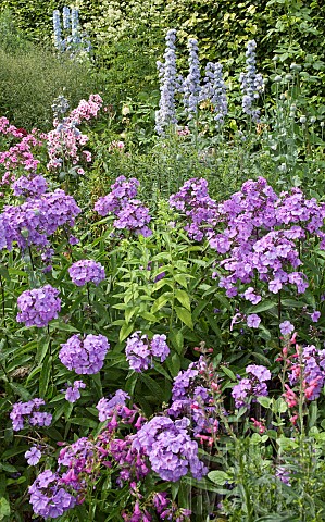 Phlox_Amethyst_fragrant_violet_flowers