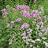 Phlox Fairys Petticoat  Penstemon Alice Hindley