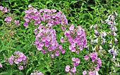 Phlox Fairys Petticoat  Penstemon Alice Hindley