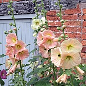 Alcea rosea Hollyhocks