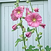 Alcea rosea Hollyhocks