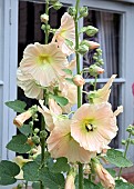 Alcea rosea Hollyhocks