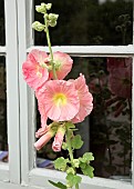 Alcea rosea Hollyhocks