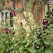 Alcea rosea Hollyhocks