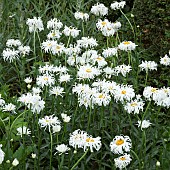 Leucanthemum x superbum Phyllis Smith Shasta daisy