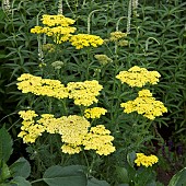 Achillea Taygetea Yarrow