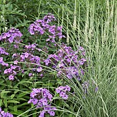 Phlox Amethyst