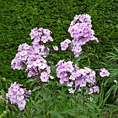 Phlox Lilac Time