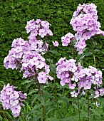 Phlox Lilac Time