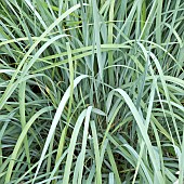 Elymus hispidus Hairy couch Intermediate Wheatgrass