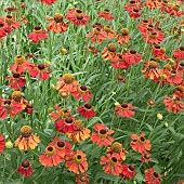 Helenium Crimson Beauty Helen`s Flower