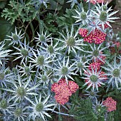 Eryngium x oliverianum (Sea Holly) Achillea Forncett Fletton