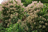 Cotinus coggygria Smoke Bush