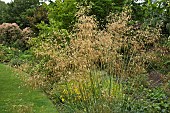 Stipa gigantea Perennial Grass Golden Oats