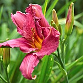 Hemerocallis Pink Damask Daylilly