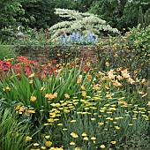 Border of herbaceous perennials with yellows of Oxeye Daisy and Achillea Coronation Gold