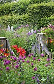 Border of herbaceous perennials with oak gate