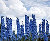 Delphinium elatum Langdons Blue Lagoonsemi