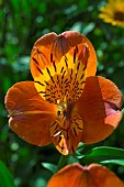 Alstroemeria Peruvian Lily Sunrise Burnt orange with yellow speckled throat at Wollerton Old Hall (NGS) Market Drayton,  in Shropshiremidsummer July