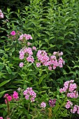 Phlox Peppermint Twist