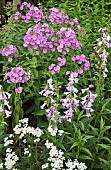 Phlox Fairys Petticoat  Penstemon Alice Hindley