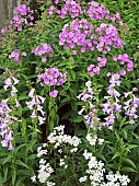 Phlox Fairys Petticoat  Penstemon Alice Hindley