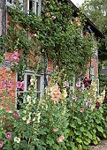 Alcea rosea Hollyhocks