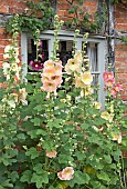 Alcea rosea Hollyhocks