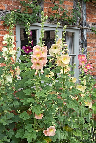 Alcea_rosea_Hollyhocks