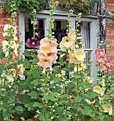 Alcea rosea Hollyhocks