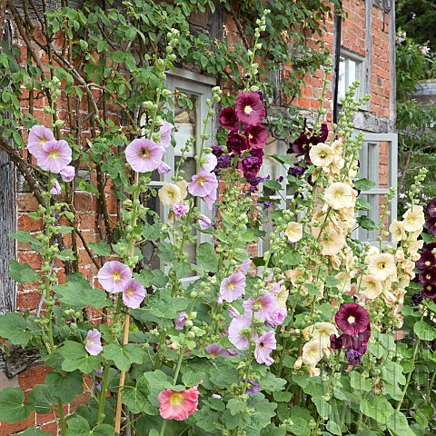 Alcea_rosea_Hollyhocks