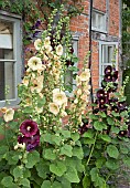 Alcea rosea Hollyhocks