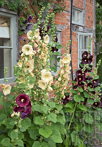 Alcea_rosea_Hollyhocks