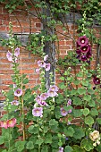 Alcea rosea Hollyhocks