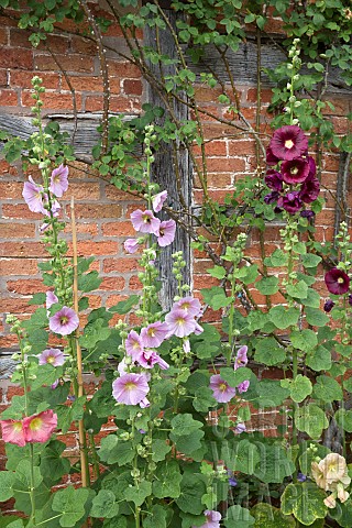 Alcea_rosea_Hollyhocks