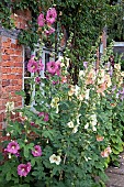 Alcea rosea Hollyhocks