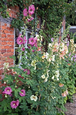 Alcea_rosea_Hollyhocks