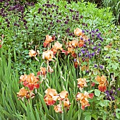 Group planting of herbaceous perennials bronze-peach Iris with dark purple and purple-blue Aqilegia in June