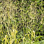 Milium effusum Aureum Bowles Gold