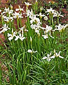 Iris sibirica White Swirl