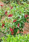 Fuchsia triphylla